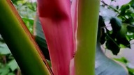 Kwitnący bananowiec - Musa Velutina