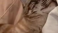 cat likes being 24H with his own daddy