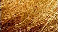 How To Identify Dead Grass?