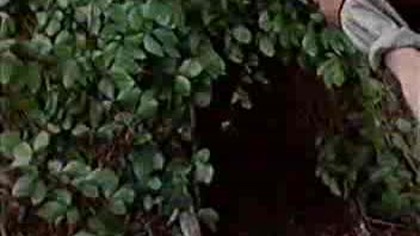 Tajemnica dzikiego boru - Dubbing PL