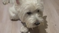 West Highland White Terrier  #pieski #cute #shorts