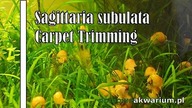 Sagittaria Subulata Carpet Trimming