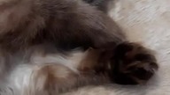 Too cute to resist petting 