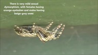 Another Top 15 Most Beautiful Spiders (in my oppinion)