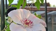 Clematis JAN PAWEŁ II #clematisy