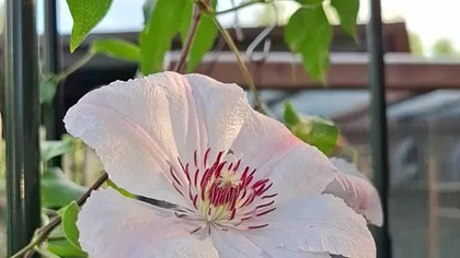 Clematis JAN PAWEŁ II #clematisy