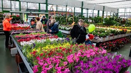 JAWOR to jedno z największych centrów ogrodniczych w Jaworznie. Od dekady służy mieszkańcom miasta i okolic, oferując szeroki asortyment roślin, akcesoriów ogrodowych oraz fachowe doradztwo. Pracownicy podkreślają, że wyróżnia ich nie tylko bogata oferta, ale przede wszystkim pasja i zaangażowanie w pracę.

 Nasza ekipa robi fantastyczną robotę. Mamy ludzi, którzy naprawdę wiedzą, czym się zajmują, mają dużą wiedzę i potrafią doradzić. 

W ramach urodzinowego wydarzenia na odwiedzających czekają atrakcyjne rabaty, pokazy kulinarne, m.in. robienia pizzy i grillowania, a także spotkania z przedstawicielami branży ogrodniczej. Dla najmłodszych przygotowano animacje, warsztaty siania nasion, dmuchany zamek, watę cukrową i popcorn. Nie zabrakło też specjalnej ścianki do zdjęć oraz urodzinowego tortu.

Klienci, którzy regularnie robią zakupy w Jaworze, podkreślają wysoką jakość oferowanych roślin oraz profesjonalizm obsługi.

 Robię tu zakupy często i jestem bardzo zadowolony. Rośliny są zdrowe, wszystko pięknie rośnie. Zwracają uwagę na jakość  mówi jeden z klientów.

 Przez jakość rozumiemy m.in. to, że roślina musi być dobrze ukorzeniona i być w odpowiednim pojemniku, mieć odpowiedni wzrost. Wybór mamy ogromny  dodaje przedstawiciel dostawców.

Wśród najnowszych trendów ogrodniczych pracownicy wymieniają wieloletnie byliny, rośliny miododajne oraz trawy ozdobne, które cieszą się dużym uznaniem klientów.

Centrum Ogrodnicze Jawor nie tylko sprzedaje rośliny, ale także edukuje.  Już od najmłodszych lat uczymy dzieci ogrodnictwa. Chcemy, żeby wiedziały, jak ważne jest zdrowe odżywianie i skąd biorą się warzywa i owoce.

Przedstawiciele centrum zauważają, że rośnie zainteresowanie zielenią nie tylko wśród właścicieli ogrodów, ale także mieszkańców bloków, którzy coraz częściej starają się dbać o swoje balkony.

Ludzie chcą mieć ładnie, zielono i kolorowo. A u nas naprawdę jest w czym wybierać 


Urodzinowa atmosfera, pozytywna energia i bogaty program wydarzenia sprawiają, że sobotnie święto w Jaworze przyciąga wielu mieszkańców. Na profilu społecznościowym Centrum można już zobaczyć zdjęcia z pierwszych godzin wydarzenia, które pokazują, jak wyjątkowe jest to miejsce i jak wiele radości daje kontakt z naturą.

Jak mówią organizatorzy  świętowanie trwa do godziny 18:00, ale do Centrum Ogrodniczego Jawor warto zaglądać przez cały rok.