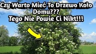 1597.  Uwaga Czy To Drzewo Koło Domu To Dobry Pomysł ??? Tych Informacji Nie Powie Ci Nikt !!!