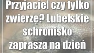 Przyjaciel czy tylko zwierzę? Lubelskie schronisko zaprasza na dzień otwarty