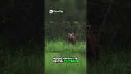Wilkołak w Lesie Przerażające Spotkanie Turystów! NAGRANIE