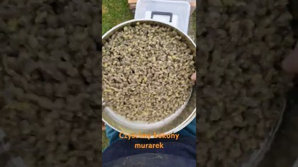 Czyścimy kokony murarek.  Będzie nawóz.