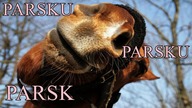 Dlaczego konie parskają?