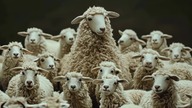 Pink Floyd - Sheep ...