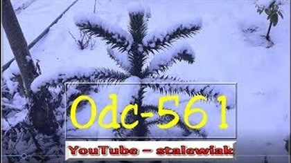 Odc-561-Araukarie Chilijskie zimą.  Będzie kwitła musella lasiocarpa !