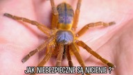 Problem NICIENI może dotknąć KAŻDEGO.  Wizyta w SPIDERSHOP + prezentacja NAJRZADSZYCH ptaszników