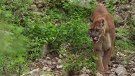 Mountain Lion (Cougar) tribute