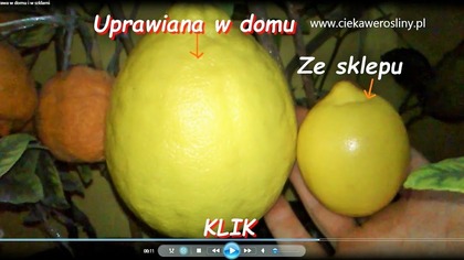 53 Porównanie wielkości cytryn .  Cytryna ze sklepu i cytryna skierniewicka.  ciekawerosliny.pl