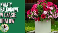 Jak zabezpieczyć ROŚLINY BALKONOWE przed upałami ? Jak przygotować kwiaty na czas urlopu ?