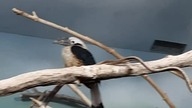 Various birds  in their enclosure 