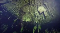 Dream Gate - nurkowanie w Meksyku z Best Divers