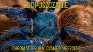 PROJEKT CHROMKA Czyli dwie panienki i samiec 