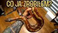 Mój NOWY PYTON za 12 000 