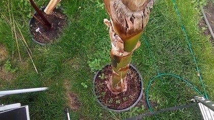  #267- Najwyższy bananowiec w ogródku.