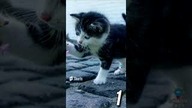 3 CIEKAWOSTKI O KOTACH CZ 4