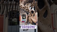 Jak wielkie były dinozaury? #dinozaury #paleontologia