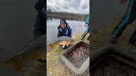 Piękny karp trafia do wody