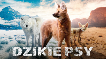 Dzikie psy - program online