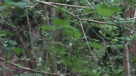 Test Camcorder zoom Panasonic HC-V770