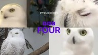Ewolucja loga BBC 4