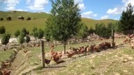 Kurza ferma