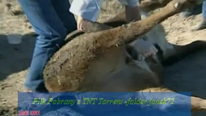 Zjawiska paranormalne - Chupacabra [Lektor PL]