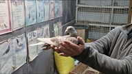 Gołębie od Wiosny i Rodziny Łepuch, Bogdani Nieradka- Redukcja rozpłodu - film gołębie 2024