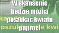 #Lublin: W skansenie będzie można poszukać kwiatu paproci