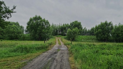 Lekki deszcz na polnej drodze &mdash; mokre łąki i wierzby, niziny