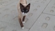cute cat  #koty #catsofyoutube #cats #shorts #cute #cutecat
