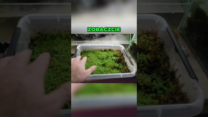 Odmiana roślina akwariowych Przesadzanie i nowe aranżacje