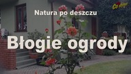 Natura po deszczu / BŁOGIE OGRODY