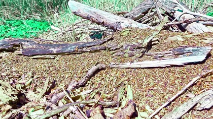 Wiosna w lesie; szelest liści, mrówki i śpiew ptaków 4K