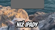 Co Ma Wspólnego KOT i IPAD?!