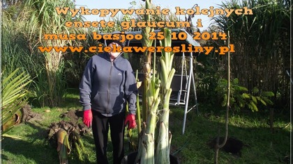 45 Cz. 6 Wykopywanie kolejnych ensete glaucum i musa basjoo 25 10 2014