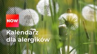 Co kiedy pyli? Podpowiadamy, kiedy muszą uważać alergicy