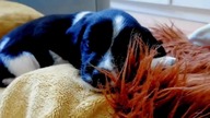 We Got a PUPPY | William the Puppy (Archive)