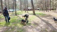 PIosenka nie tylko o psach