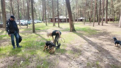 PIosenka nie tylko o psach