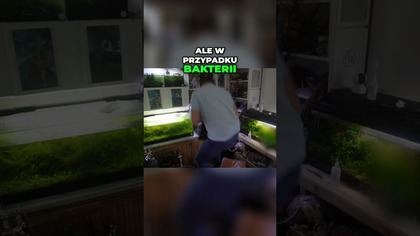 Bakterie w Akwarium Jak Zapewnić Sukces Twojego Zbiornika