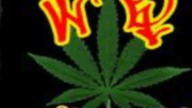 GANJA POWER JOY 2009 rok